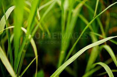 Buy stock photo Environment, grass and growth in nature, countryside and sustainability of woods with plants and closeup. Outdoor, travel and fresh air in location with scenery, destination and peaceful in forest