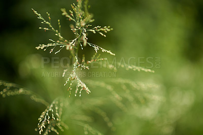 Buy stock photo Environment, sprout and growth in nature, closeup and sustainability of woods with plants and countryside. Outdoor, travel and fresh air in location with scenery, destination and peaceful in forest