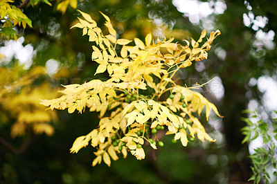Buy stock photo Autumn, tree and yellow leaves in nature for growth, seasonal change and sustainability. Plant, forest and outdoor environment for habitat creation, wallpaper and wilderness for natural background