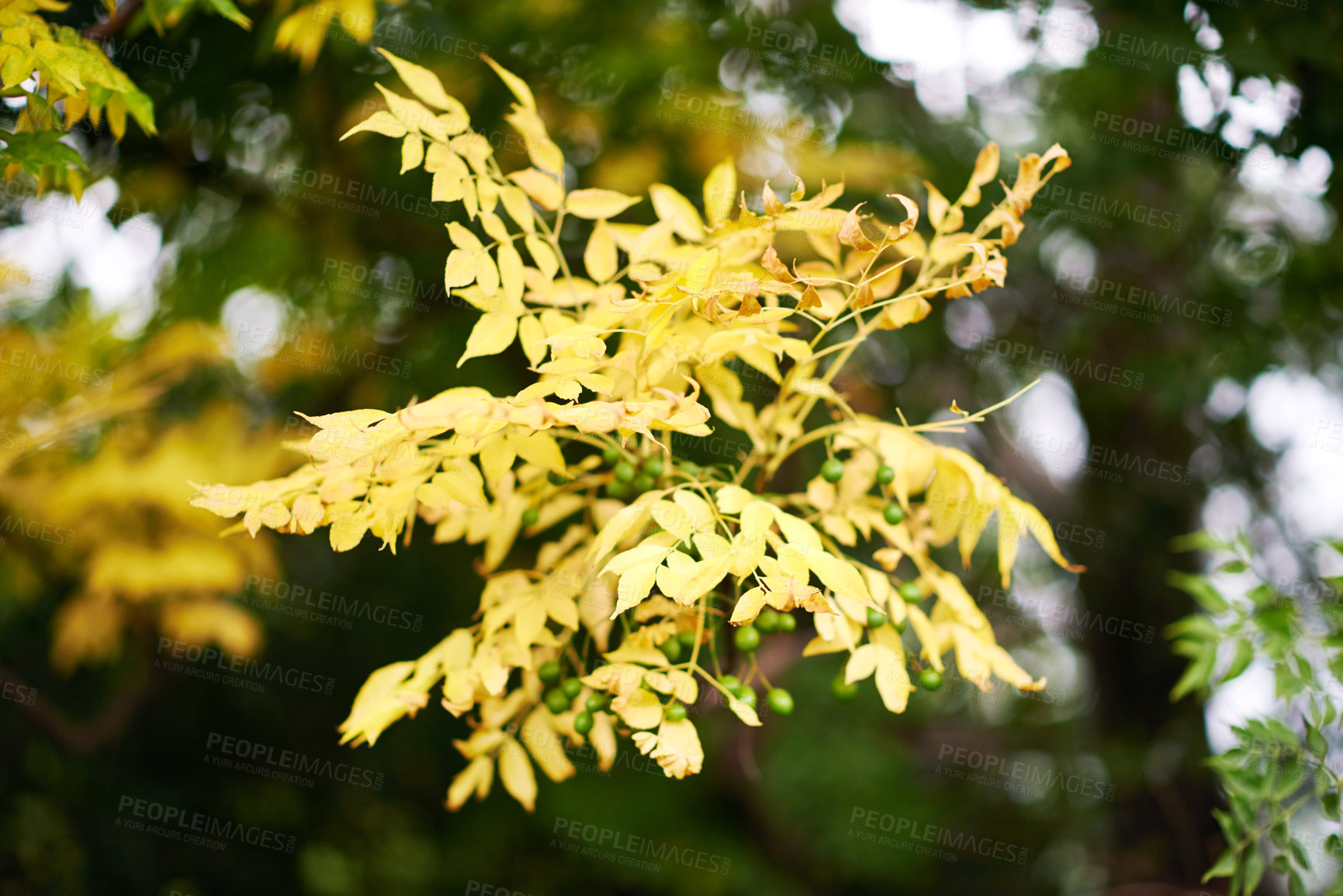 Buy stock photo Autumn, tree and yellow leaves in nature for growth, seasonal change and sustainability. Plant, forest and outdoor environment for habitat creation, wallpaper and wilderness for natural background