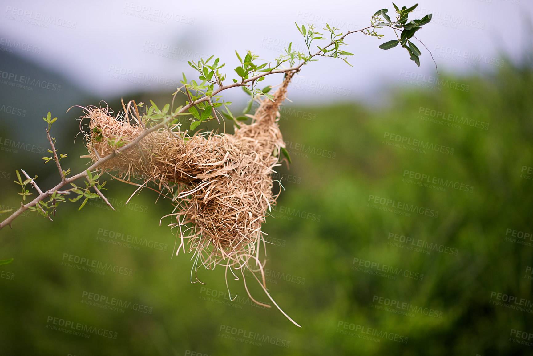 Buy stock photo Nature, plants and nest for bird, hanging and safe for incubation with warmth, protection and environment. Outdoor, location and shelter for avian animals in woods, eco friendly or sustainability