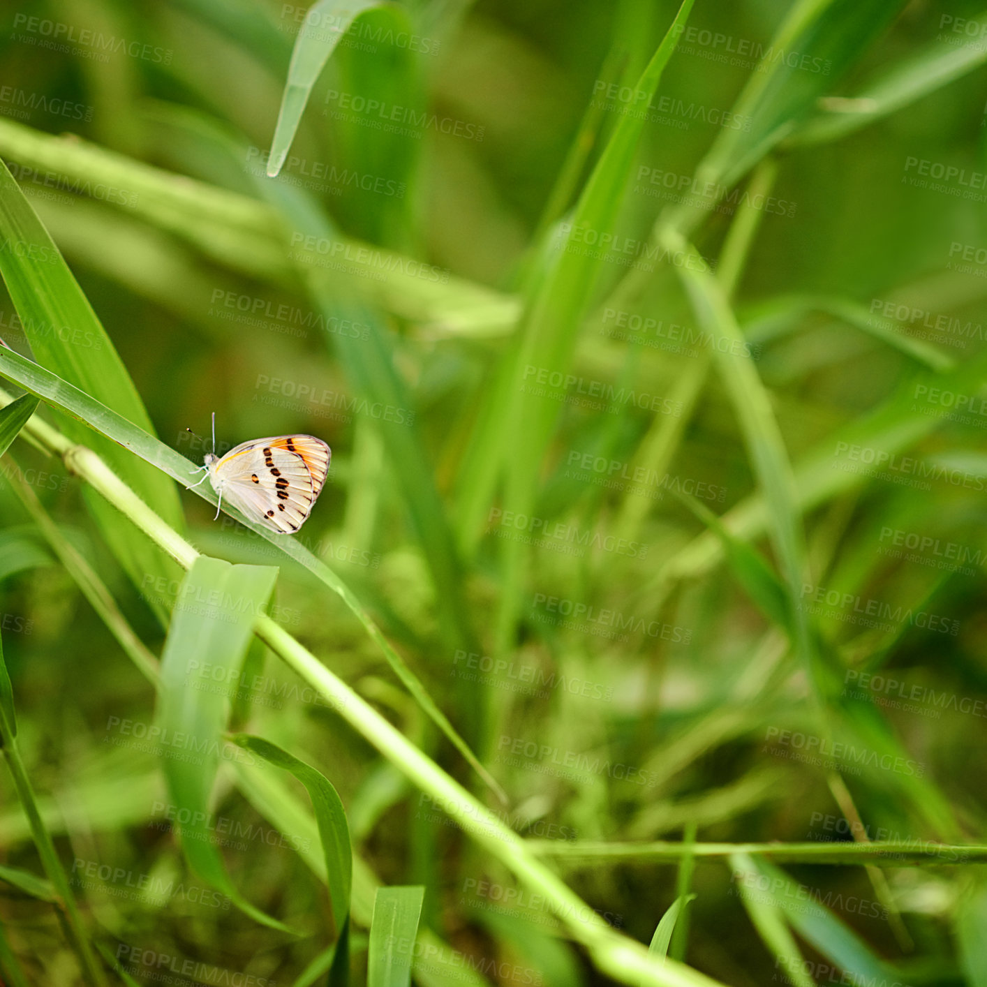 Buy stock photo Grass, butterfly and plants in nature for growth, habitat creation and healthy environment. Flying insect, greenery and rest on overgrown pasture for sustainability, food search and natural wallpaper