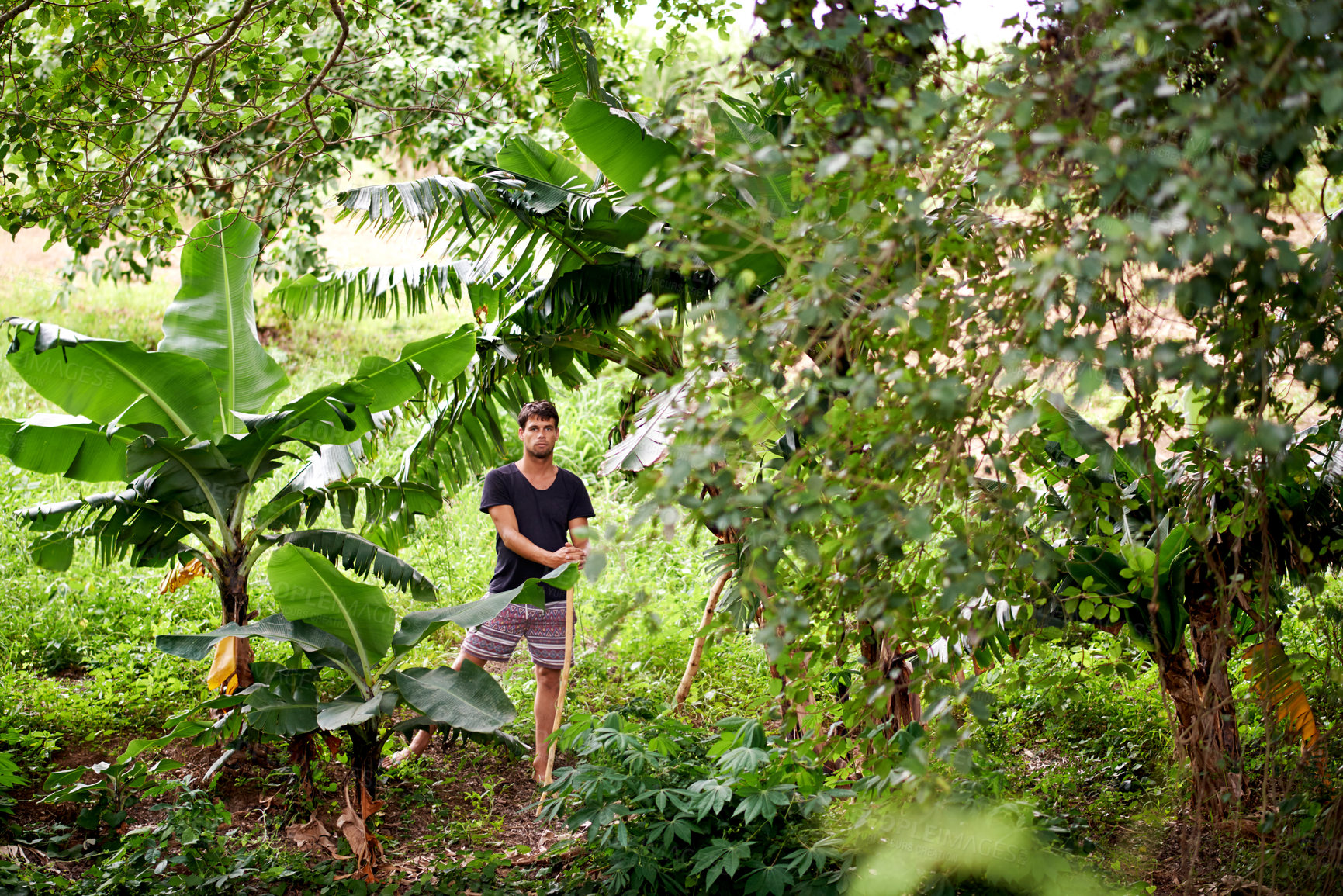 Buy stock photo Sustainability, farming and portrait of man by trees with natural off grid lifestyle for carbon footprint. Resources, permaculture and farmer with biodiversity, eco friendly agriculture in nature