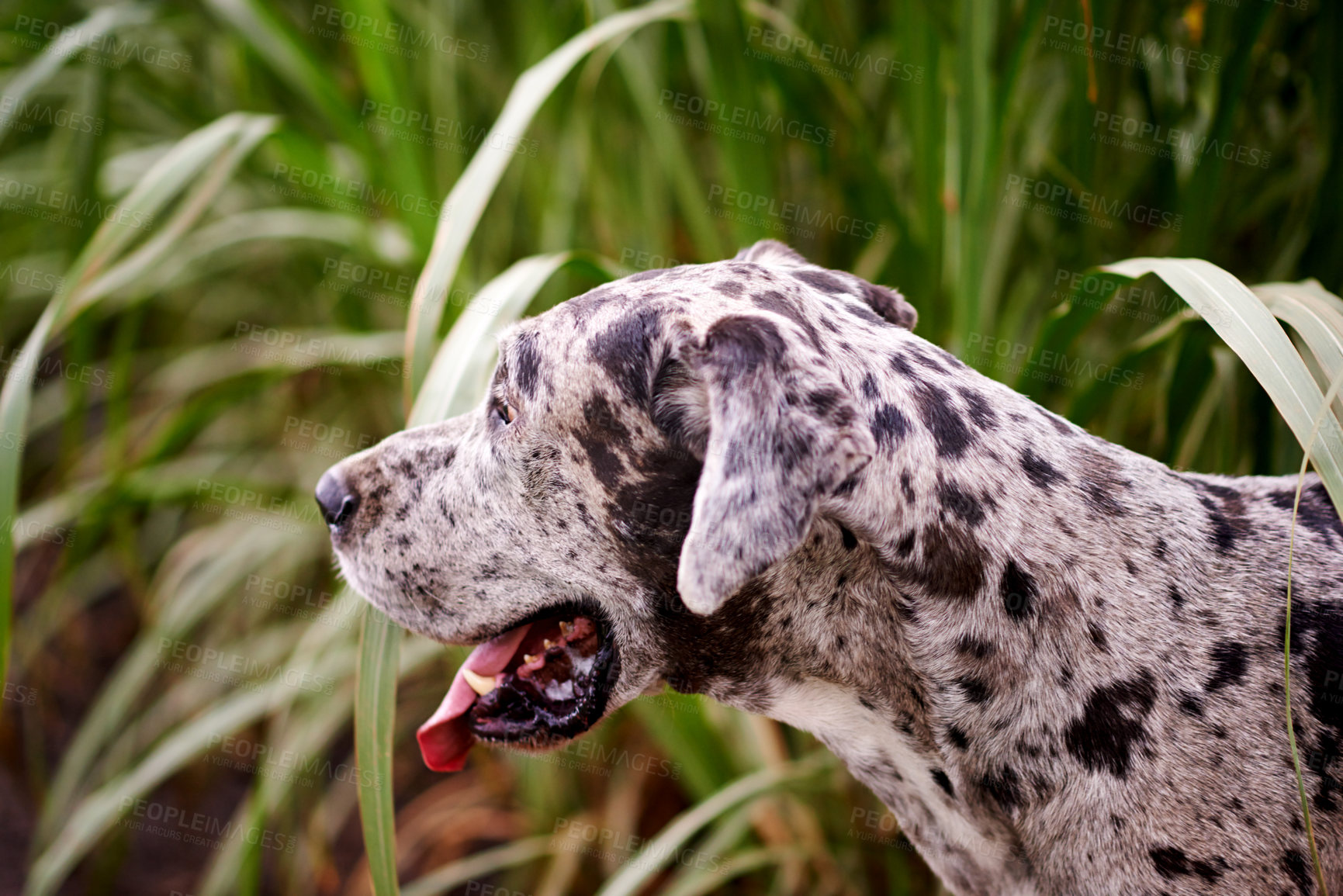 Buy stock photo Nature, relax and dog in grass for adventure, playing and healthy outdoor animal on farm. Countryside, search or Great Dane with tongue for pet care, wellness or explore plantation for sustainability
