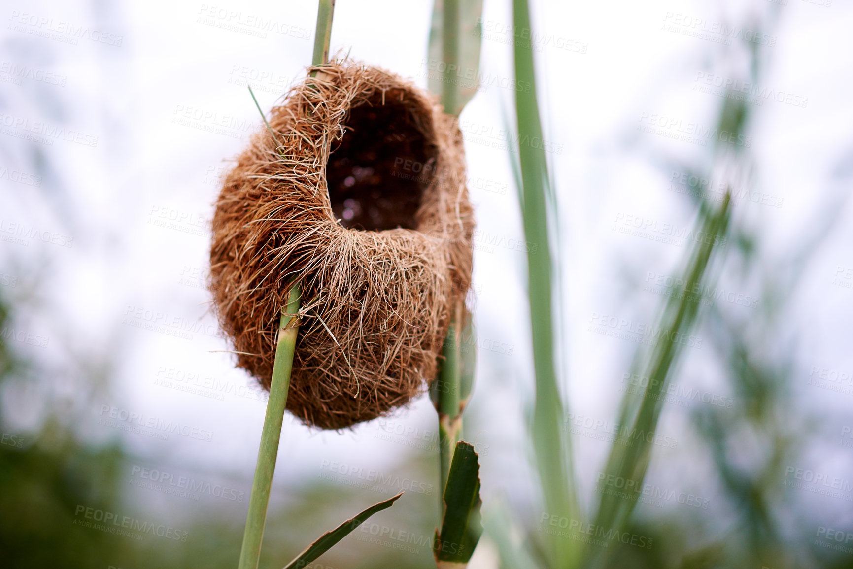 Buy stock photo Nature, plants and nest for bird, environment and safe for incubation with warmth, protection or greenery. Outdoor, location and shelter for animals in woods, eco friendly or sustainability of forest