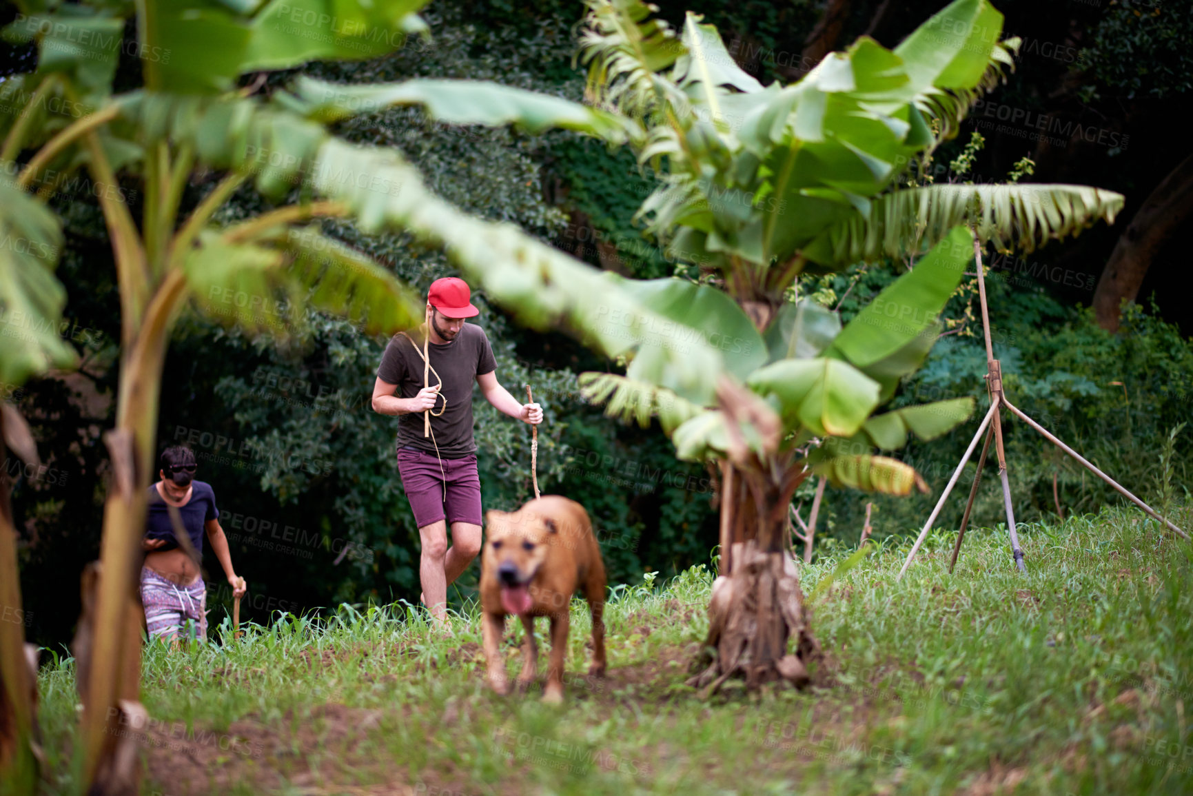 Buy stock photo People, dog and walking in nature for travel, rural adventure and journey in tropical jungle. Friends, pet and trekking in forest for exploring, fitness activity and outdoor on vacation with loyalty