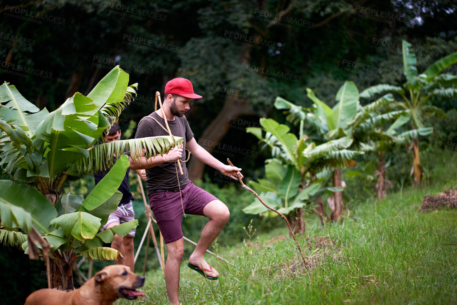 Buy stock photo Friends, dog and walking in nature for travel, rural adventure or journey in tropical jungle. Men, animal or trekking in forest for exploring, fitness activity or outdoor on vacation with pet loyalty