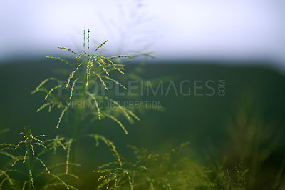Buy stock photo Environment, leaves and growth in nature, closeup and sustainability of woods with plants and countryside. Outdoor, travel and fresh air in location with scenery, destination and peaceful in forest