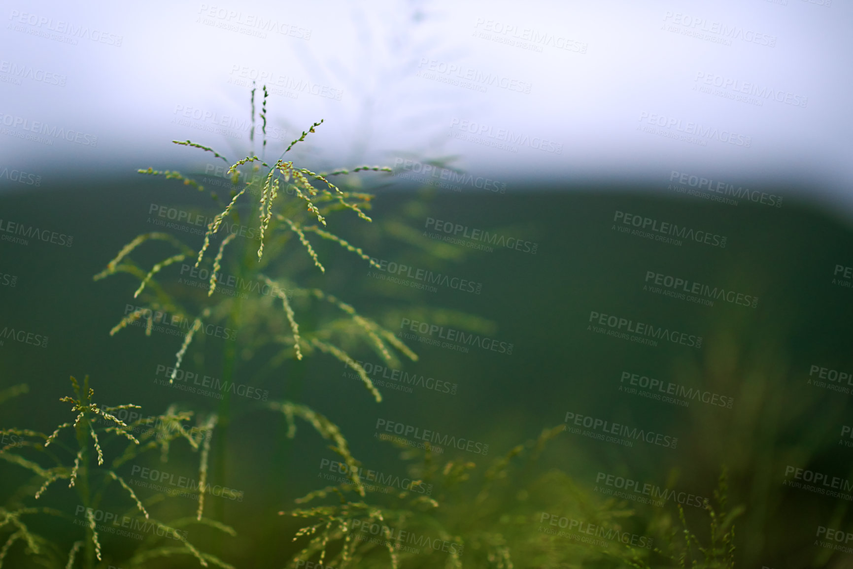 Buy stock photo Environment, leaves and growth in nature, closeup and sustainability of woods with plants and countryside. Outdoor, travel and fresh air in location with scenery, destination and peaceful in forest
