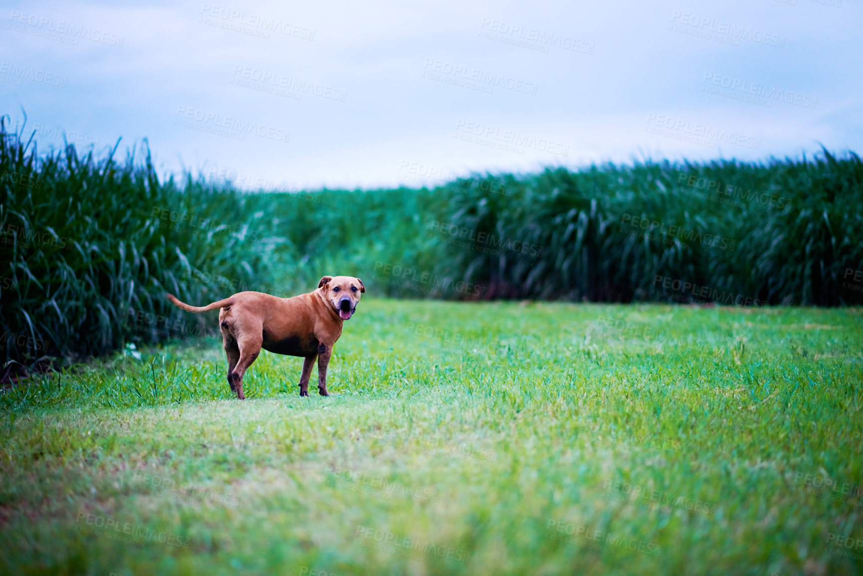 Buy stock photo Sky, landscape and dog in nature, woods and peace for tourism of environment, outdoor and travel. Countryside, sustainability and scenery of plants in forest, portrait and fresh air for rescue animal