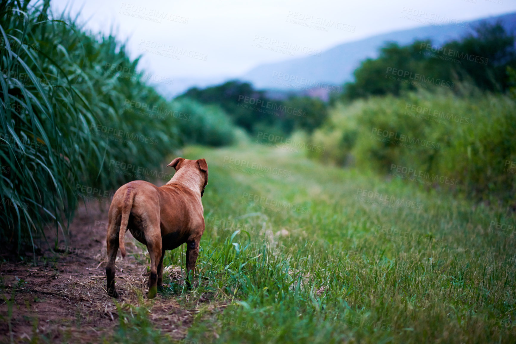 Buy stock photo Sky, landscape and dog in nature, grass and peace for tourism of environment, outdoor and travel. Countryside, sustainability and scenery of plants in forest, back and fresh air for rescue animal