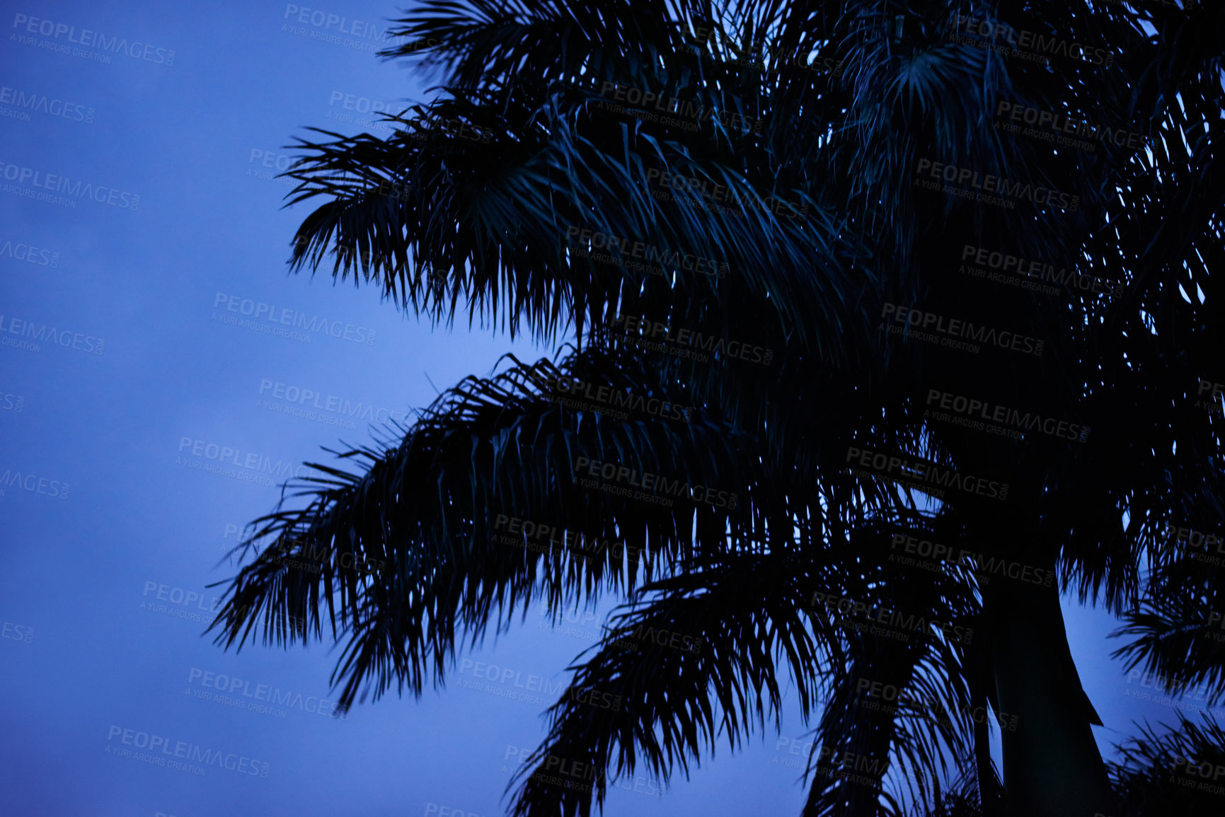 Buy stock photo Sky, silhouette and tree in nature, night and peace in environment for holiday, travel and outdoor. Dark, vacation and growth of plant in location, scenery and sustainability  in woods in Australia