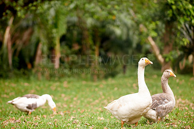 Buy stock photo Walking, animals and geese in nature, woods and travel for search of food, journey and environment. Outdoor, habitat and sustainability of forest for birds, growth or wildlife with feathers in Canada