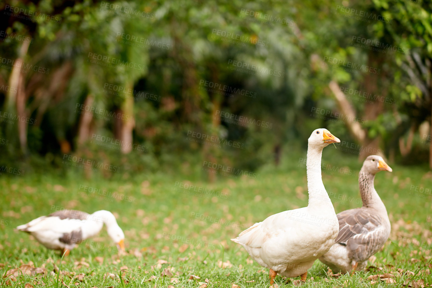 Buy stock photo Walking, animals and geese in nature, woods and travel for search of food, journey and environment. Outdoor, habitat and sustainability of forest for birds, growth or wildlife with feathers in Canada