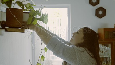 Buy stock photo Happy, home and woman with plant on shelf for interior design, indoor gardening and nature in house. Apartment, leaves and person with plants in living room for growth, sustainable decor and health