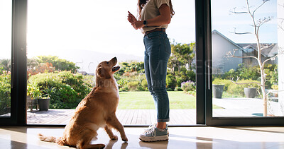 Buy stock photo Training, bonding and woman with dog in home for connection with animal adoption at house. Teaching, companion and female person with discipline command for puppy with pet insurance at apartment.
