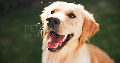 Buy stock photo Happy dog, face and golden retriever with park for game, play or fetch on grass field in backyard. Labrador, animal or pet and companion with fluffy ears or fur waiting for fun outdoor activity