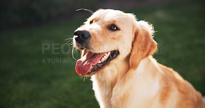Buy stock photo Happy dog, smile and park with labrador for holiday, playful weekend or outdoor activity in backyard. Closeup, animal or face of pet or companion with fluffy ears or fur for health, breed or wellness