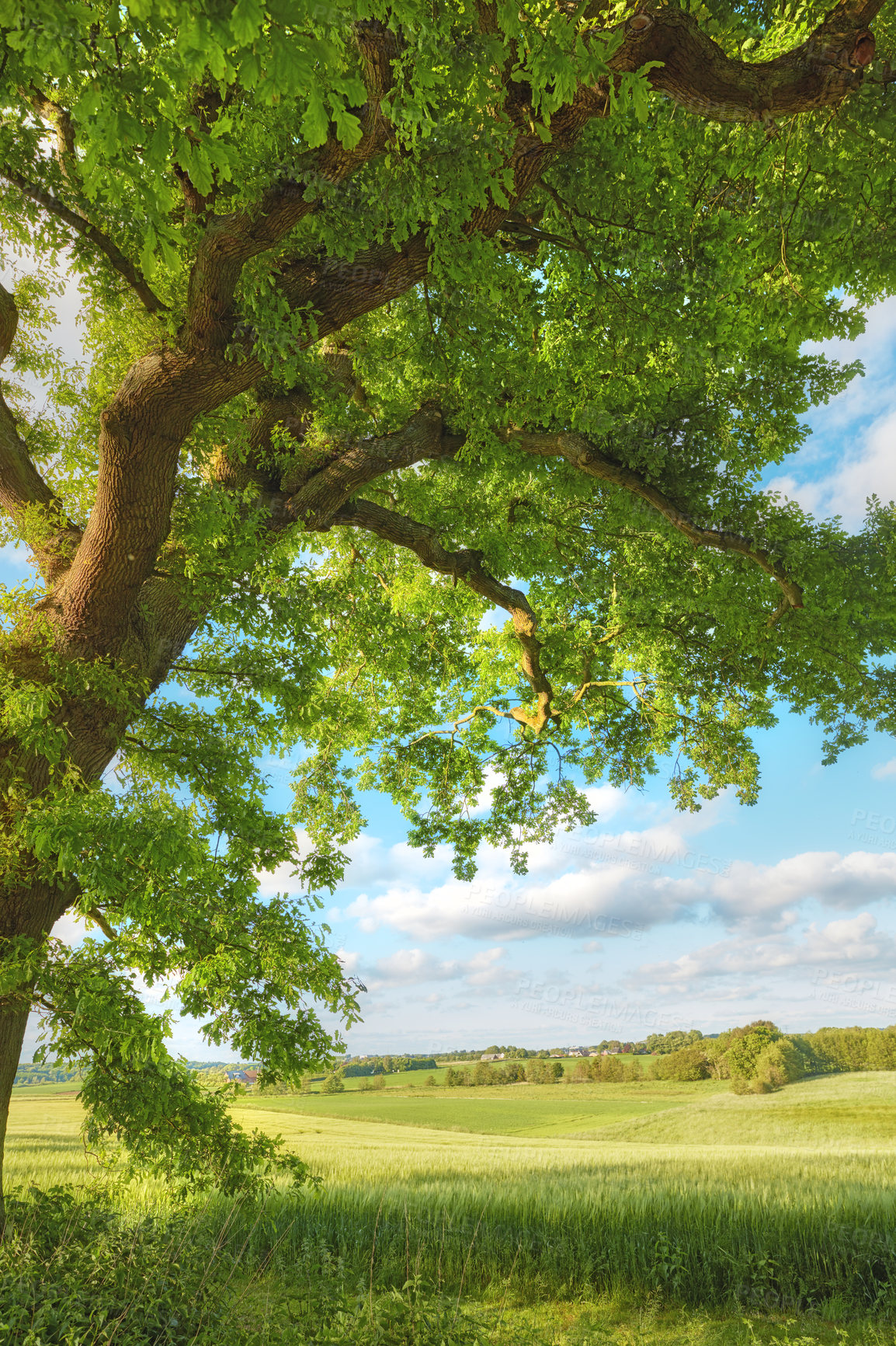 Buy stock photo Tree, landscape and leaves with growth, outdoor and field with hardwood, grass and plants in summer. Woods, green and sunshine in nature, countryside and sustainability for environment in Denmark