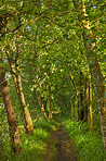 Nature, landscape and path with trees in forest for environment, ecosystem and ecology. Natural background, woods and trail in meadow, plants and grass outdoors for terrain, growth and sustainability