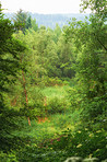 Nature, countryside and field with trees in forest for environment, ecosystem and ecology. Natural background, landscape and meadow, plants and grass outdoors for terrain, growth and sustainability