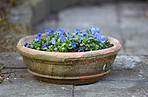 Flower, garden and pot with floral design for botany, ecology or natural growth on stone floor. Empty, petals and blossom with bloom in fresh soil for agriculture, conservation or plant decoration