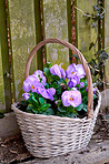 Purple flowers, basket and garden with decor for floral design, conversation or natural growth in backyard. Lush, petals and greenery with fresh leaves for ecology, botany or outdoor decoration