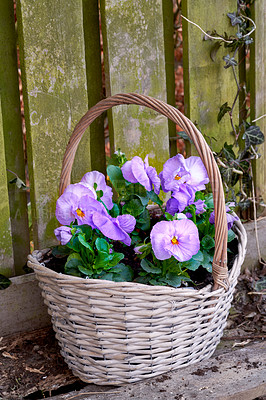 Buy stock photo Purple flowers, basket and garden with decor for floral design, conversation or natural growth in backyard. Lush, petals and greenery with fresh leaves for ecology, botany or outdoor decoration