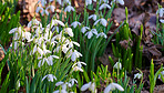 Background, botany and growth with flowers in backyard for horticulture or spring landscaping. Ecology, garden and plants with galanthus nivalis growing outdoor in nature for botanical vegetation