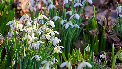 Buy stock photo Background, botany and growth with flowers in backyard for horticulture or spring landscaping. Ecology, garden and plants with galanthus nivalis growing outdoor in nature for botanical vegetation