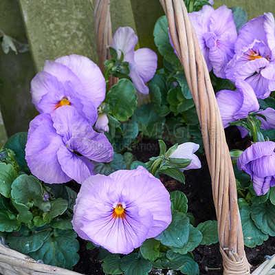 Buy stock photo Flowers, nature and garden with pansies in basket for growth, bloom and sustainability outdoor. Leaves, petals and blossom with purple plants for ecology, botany and floral decoration in backyard