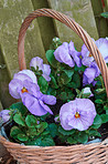 Flowers, outdoor and garden with pansies in basket for growth, bloom and sustainability by wall. Leaves, petals and blossom with purple plants for ecology, botany and floral decoration in backyard