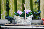Purple flowers, basket or garden with floral design for botany, conservation or decoration in backyard. Empty, plant and bunch with fresh leaves for natural growth, bloom or blossom of exterior decor