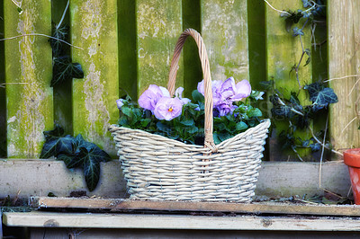 Buy stock photo Purple flowers, basket or garden with floral design for botany, conservation or decoration in backyard. Empty, plant and bunch with fresh leaves for natural growth, bloom or blossom of exterior decor
