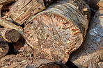 Timber, wood and environmental with stack of log in nature for fuel, deforestation and lumber sawmill. Trees, climate change and habitat loss with pile of firewood for pattern, lumberjack or industry