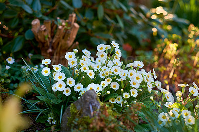 Buy stock photo Nature, leaves and bush of flowers in garden with sustainable, botany and eco friendly landscape. Outdoor, field and bunch of white primrose floral plants blooming in spring season by countryside.