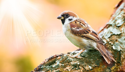 Buy stock photo Natural, tree and sparrow with springtime, environment and sustainability with ecosystem. Space, bird and animal with garden, balance and ecology with sunshine, eco friendly and feathers with nature