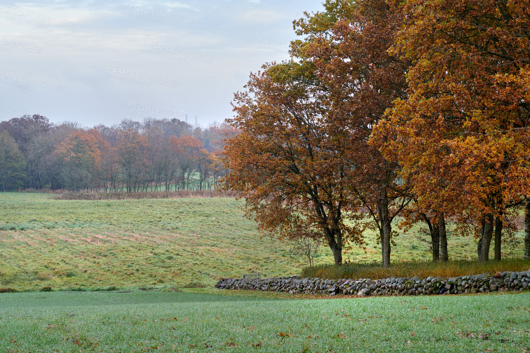 Buy stock photo Field, fall and nature with tree in countryside for travel, grass and botany background. Growth, sustainability and adventure with plants in park environment for autumn season, sky and meadow