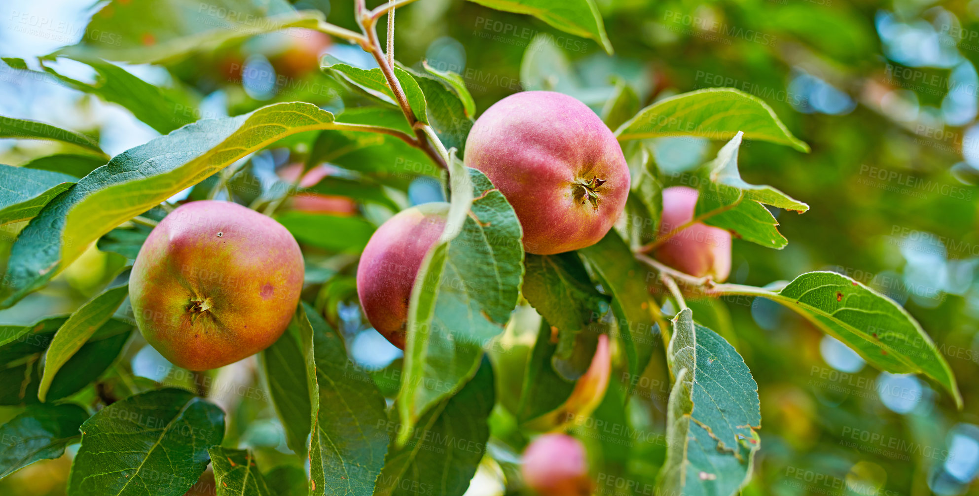 Buy stock photo Agriculture, fruit and organic with apple tree on farm for growth, harvest or sustainability. Environment, food and nature with fruit growing outdoor in rural countryside for agricultural industry