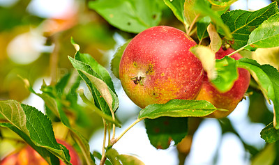 Buy stock photo Agriculture, fruit and organic with apple orchard on farm for growth, harvest or sustainability. Environment, fresh and nature with food growing outdoor in rural countryside for agricultural industry