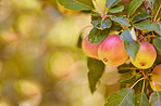 Agriculture, space and spring with apple tree on farm for growth, harvest or sustainability. Background, environment and food with fruit growing outdoor in rural countryside for agricultural industry