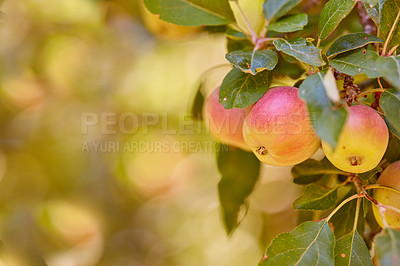 Buy stock photo Agriculture, space and spring with apple tree on farm for growth, harvest or sustainability. Background, environment and food with fruit growing outdoor in rural countryside for agricultural industry