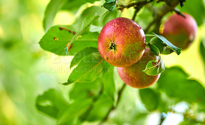 Buy stock photo Agriculture, apple and organic with tree on farm for growth, harvest or sustainability. Environment, orchard and nature with food growing outdoor in rural countryside for agricultural industry