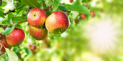 Buy stock photo Apple, fruit and space with organic tree on farm for growth, harvest or sustainability. Agriculture, environment and nature with food growing outdoor in rural countryside for agricultural industry