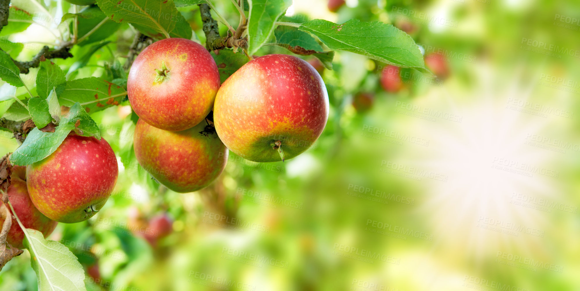 Buy stock photo Apple, fruit and space with organic tree on farm for growth, harvest or sustainability. Agriculture, environment and nature with food growing outdoor in rural countryside for agricultural industry