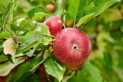 Buy stock photo Agriculture, fruit and growth with apple tree on farm for harvest, organic or sustainability. Environment, nature and wallpaper with produce growing in rural countryside for agricultural industry