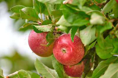 Buy stock photo Agriculture, fruit and organic with apples in tree for growth, harvest or sustainability. Environment, food plants and nature with produce growing outdoor in countryside with farming in industry