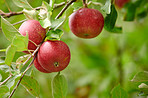 Agriculture, fruit and wallpaper with apple tree on farm for growth, harvest or sustainability. Background, environment and nature with food growing outdoor in countryside for agricultural industry