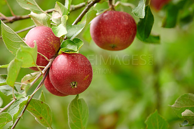 Buy stock photo Agriculture, fruit and wallpaper with apple tree on farm for growth, harvest or sustainability. Background, environment and nature with food growing outdoor in countryside for agricultural industry