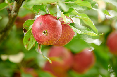 Buy stock photo Agriculture, environment and organic with apple tree on farm for growth, harvest or sustainability. Background, spring and wallpaper with fruit outdoor in rural countryside for food industry